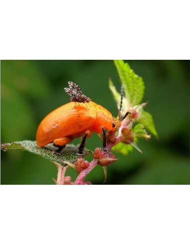 Laowa Venus Optics obiettivo 60mm f/2.8...