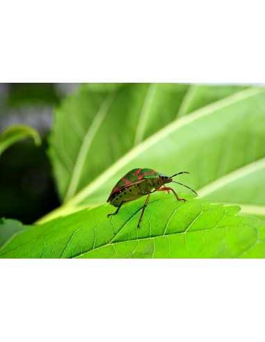 Laowa Venus Optics obiettivo 60mm f/2.8...
